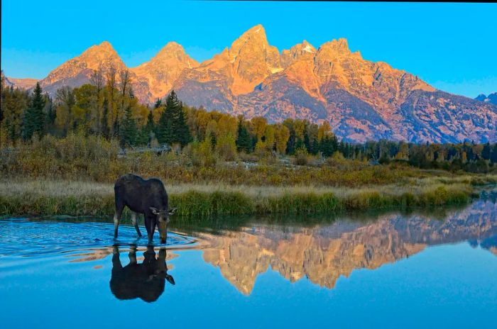 A moose sipping from a waterway as the sun glimmers off distant mountains