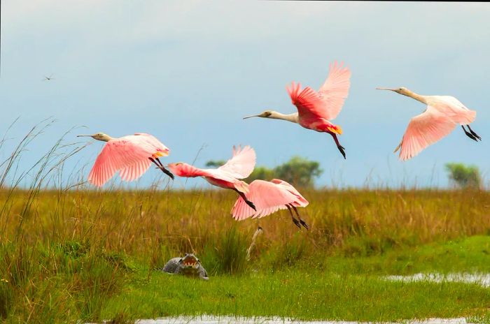 Pink-hued birds soar over a wetland.