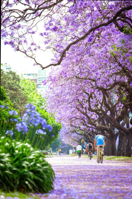 Cyclists traverse a path through parkland adorned with jacaranda trees bursting with vibrant purple flowers.