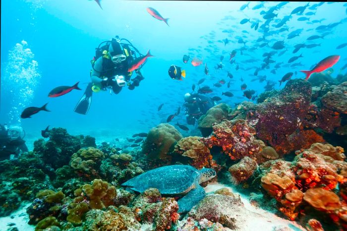 A diver admiring a green sea turtle in the Galápagos Islands.