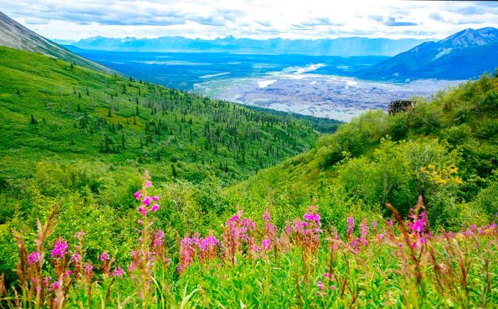 A meadow filled with flowers, framed by a distant glacier and mountains