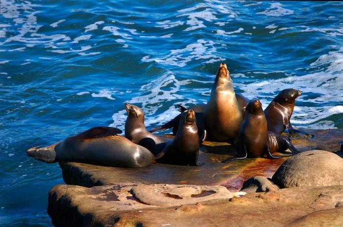 A group of seals basking on a rock