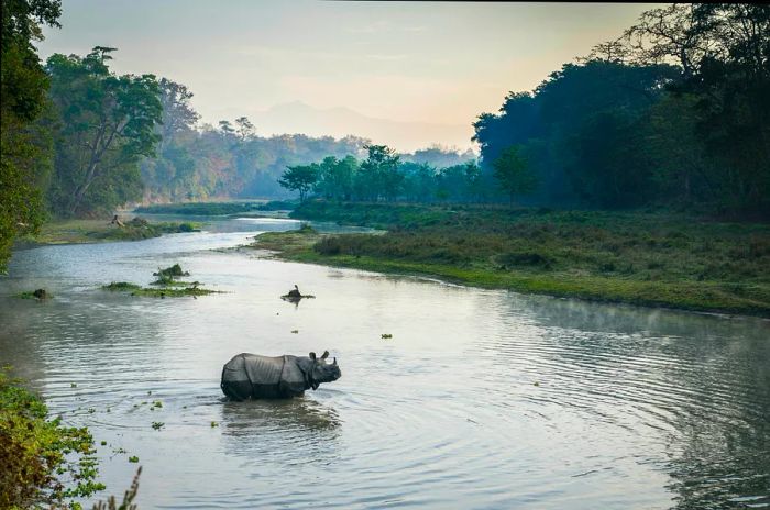 A white rhinoceros wading through a river at sunrise, Royal Chitwan National Park, the Terai, Nepal