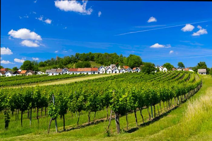 A vineyard showcases neatly arranged rows of grapevines climbing a hill, leading to a charming village of whitewashed houses.