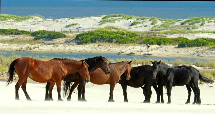 A group of wild horses gathers on the shore