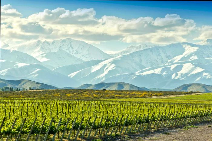 A vineyard nestled at the base of a mountain range