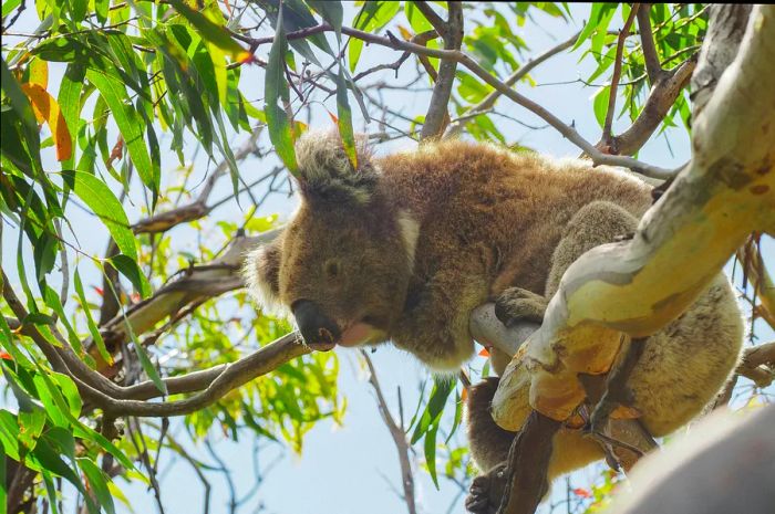 Koala spotted on the Great Ocean Walk in Victoria, Australia