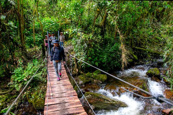 Hikers traverse a wooden suspension bridge within a lush jungle setting