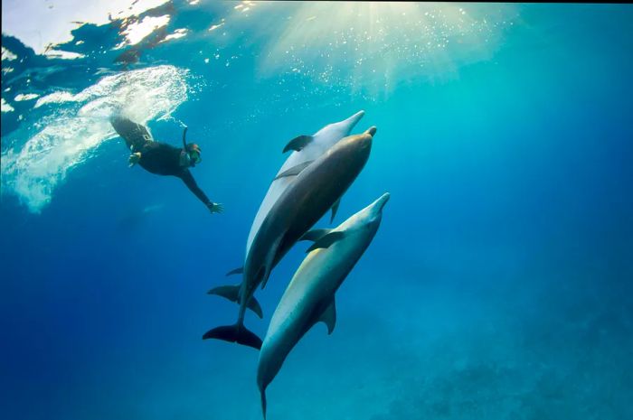 Snorkelers engage with a pod of Atlantic Spotted dolphins