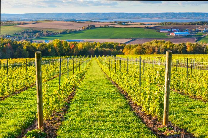 A local vineyard located in Wolfville, Nova Scotia