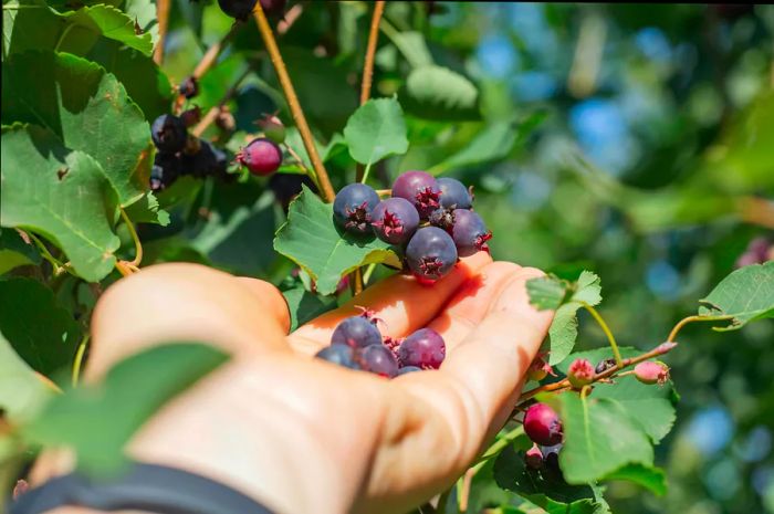 A hand grasps a small cluster of red-black berries still clinging to a tree