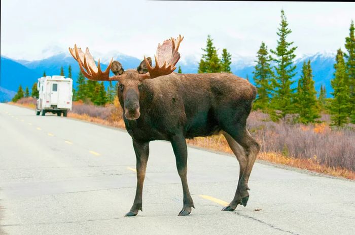 Bull Moose on the highway in Denali National Park, Alaska