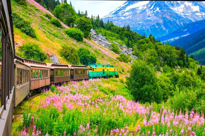 The picturesque White Pass & Yukon Route Railroad winds through wildflowers near Skagway, Alaska.