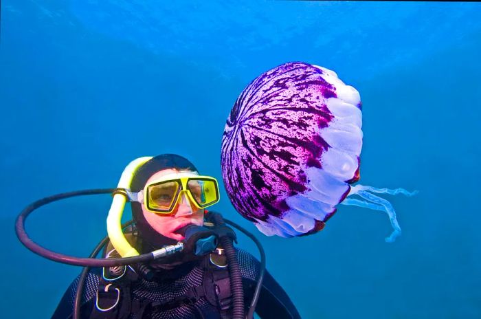 A diver marvels at a jellyfish in the Channel Islands National Park.