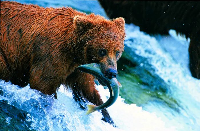 A brown bear catches a fish at the Brooks River in Katmai National Park.