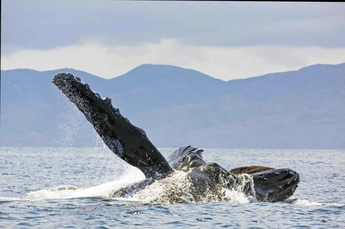 Humpback Whale spotted in Channel Islands National Park, California