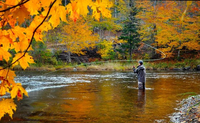 A man fly-fishes in a Nova Scotia creek during autumn.