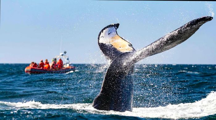 Onlookers watch a whale's tail from a boat off Brier Island, Nova Scotia, Canada