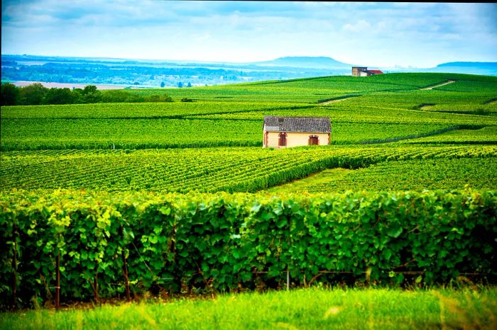 Vineyard-covered hills basking in the sun on a lovely day in Reims, Champagne, France.