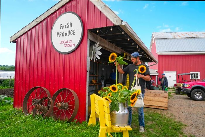 A man purchases sunflowers from a roadside farm stand