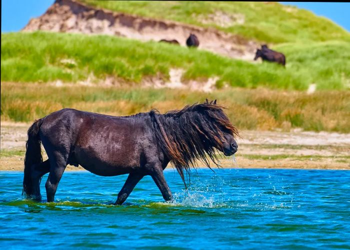 A wild horse with flowing mane wades through the waters off Sable Island, Nova Scotia, Canada