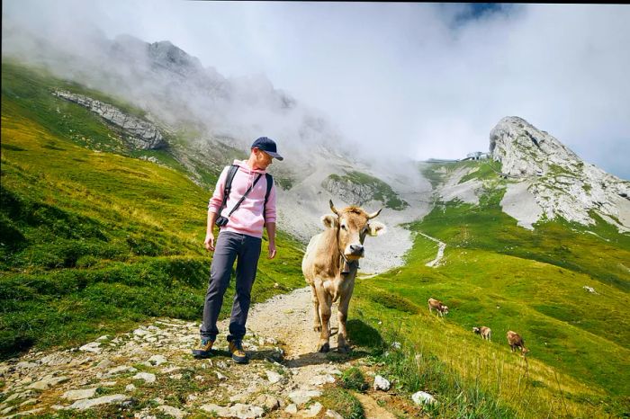 A young man walking alongside a Swiss cow on a mountain trail near Mount Pilatus, Lucerne