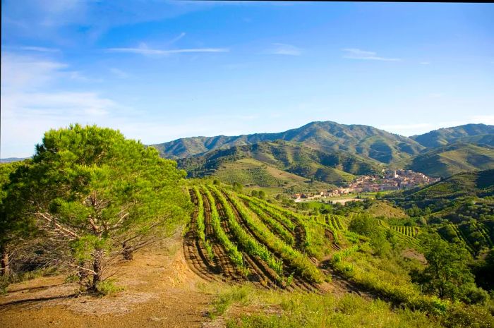 Vineyards nestled in the hills of Priorat, Catalonia, Spain