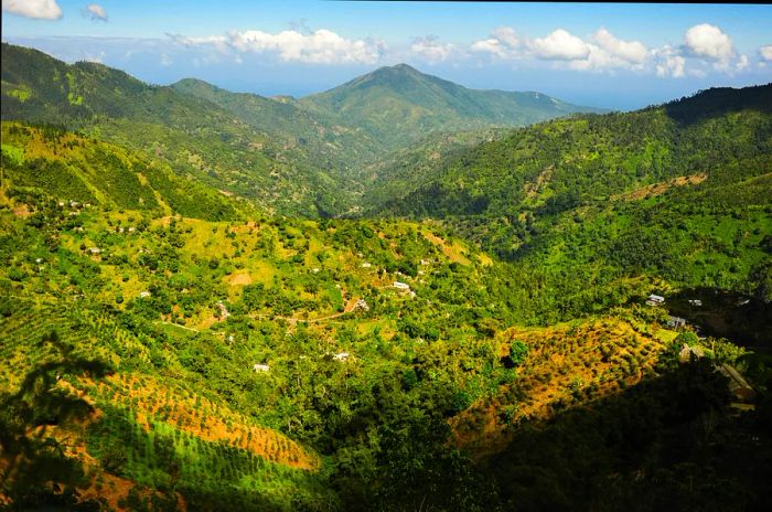 Lush green hills adorned with coffee plantations