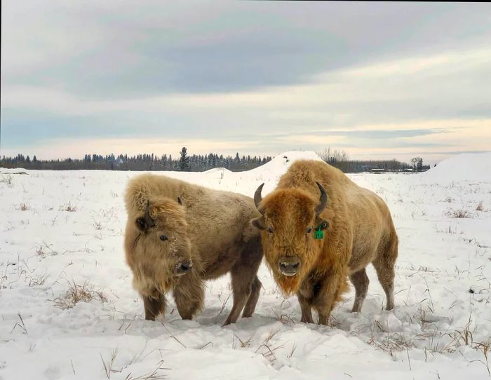 White-bison-Metis-Crossing-Alberta-credit-Jessica-Lockhart.jpg