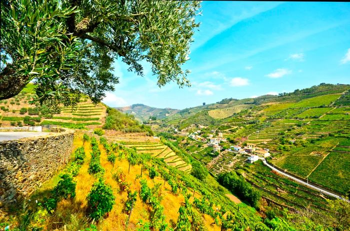 A scenic road winds through hills adorned with vineyards