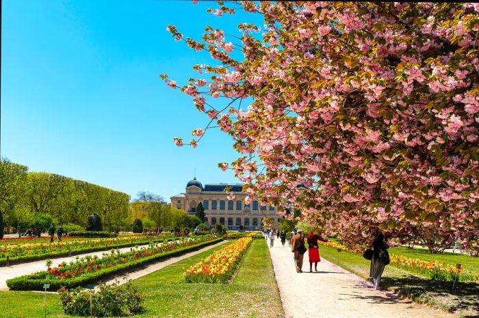 During spring, many visitors wander along the paths of the Jardin des Plantes, which are beautifully adorned with blooming cherry blossom trees.