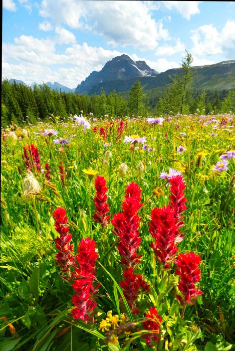 A vibrant display of red Indian paintbrush wildflowers covers a meadow in Healy Pass, Banff National Park.