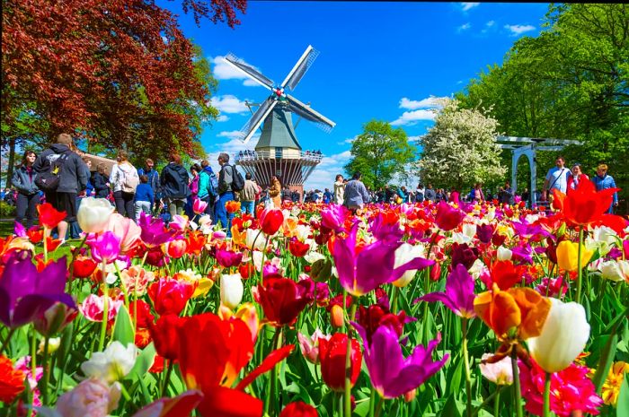 Visitors stroll through a vibrant garden filled with colorful tulips, featuring a traditional four-sailed windmill as the focal point.