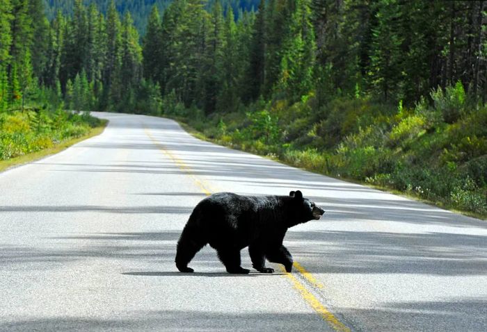 A black bear crossing an asphalt road that winds through a forest in Banff National Park.