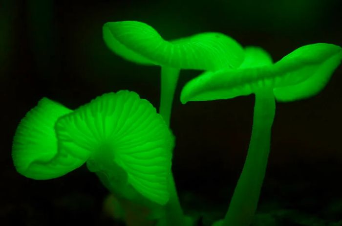 Green light-producing mushrooms