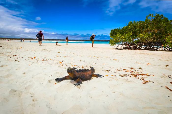 A marine iguana strolls along a white-sand beach while tourists and photographers capture the moment in the background.