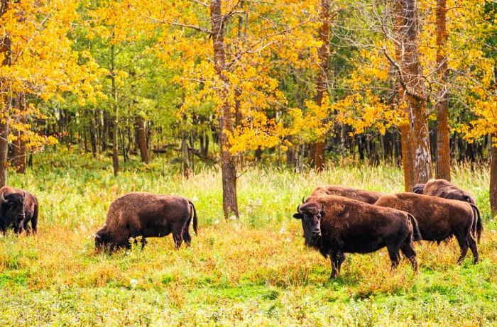 Bison graze in a field surrounded by trees at Elk Island National Park.