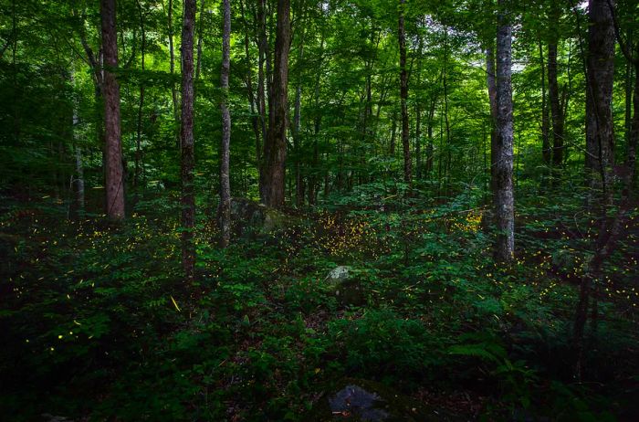 Dancing fireflies illuminate the woods