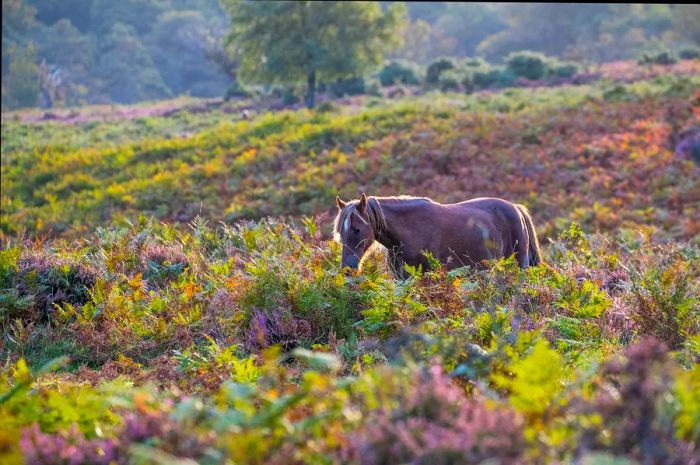 A New Forest pony roams through the lush meadows.