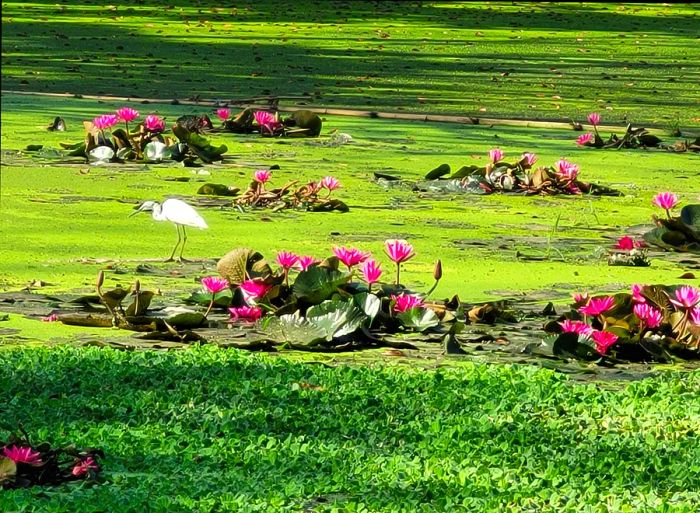 Egret resting on the lawn of the University of the Philippines