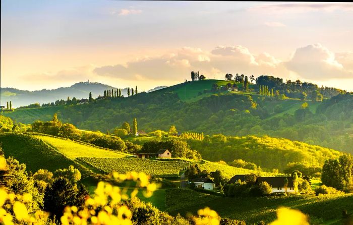 A sunlit vineyard radiating vibrant green hues