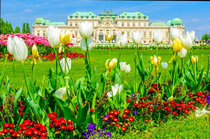 Tulips bloom in the foreground, with Vienna's stunning Belvedere Palace looming in the background.