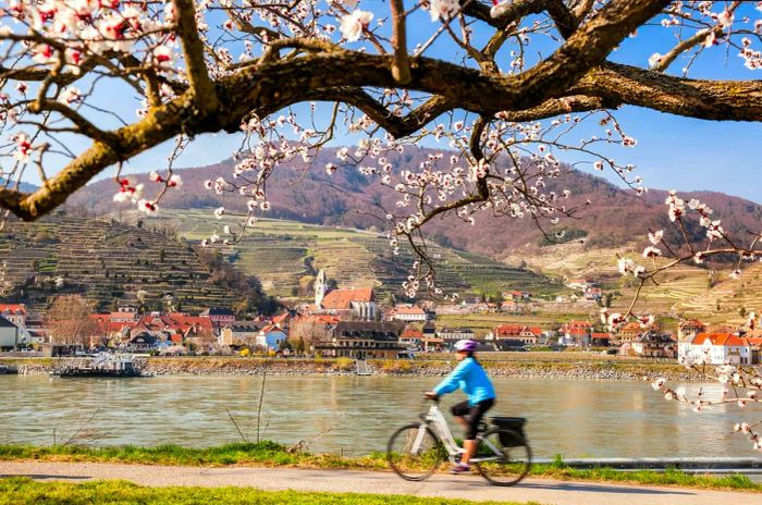 A blossoming apricot tree frames a biker riding along the Danube river, with a charming church in the background in Spitz village, Wachau Valley, Austria.