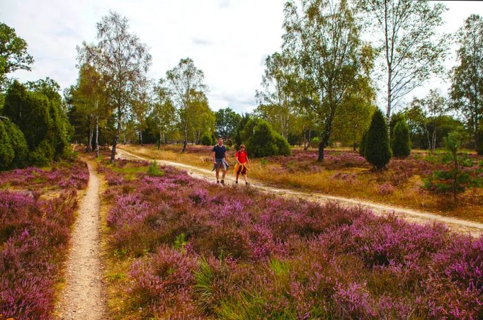 A father and son stroll along a path lined with blooming purple heather.