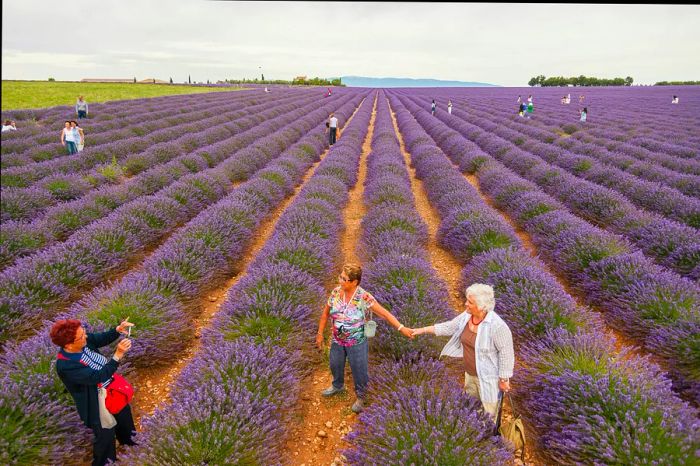 Visitors stroll through vibrant rows of lavender plants near Valensole in Provence, France