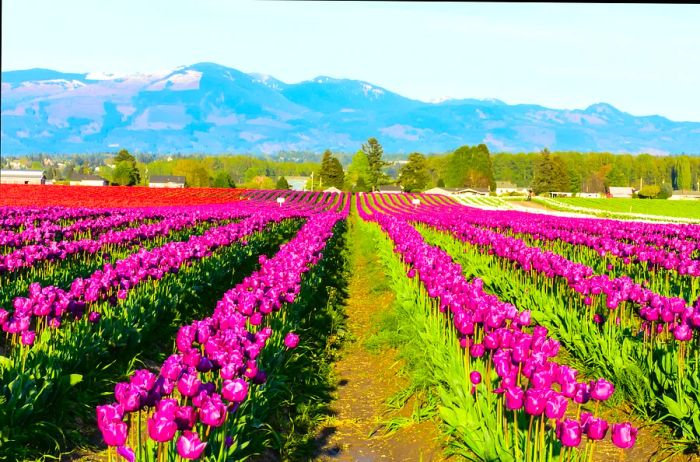 Vibrant fields of purple, red, and white tulips in full bloom beneath a bright blue sky