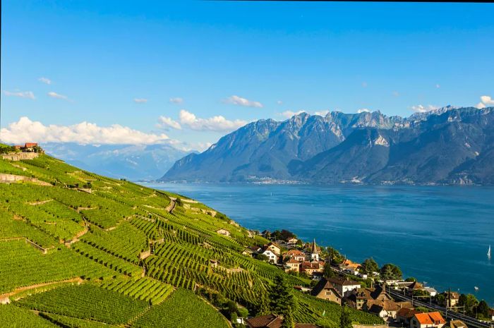 Vineyards in the Lavaux region by Lake Geneva, Switzerland