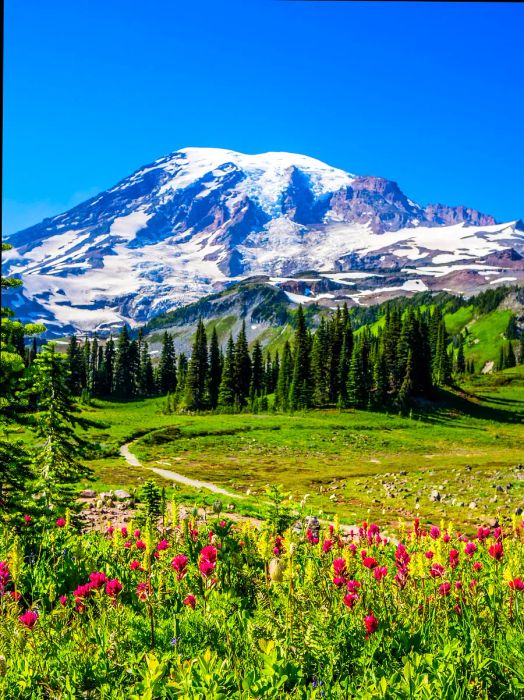 Wildflowers bloom at the foot of a snow-capped mountain