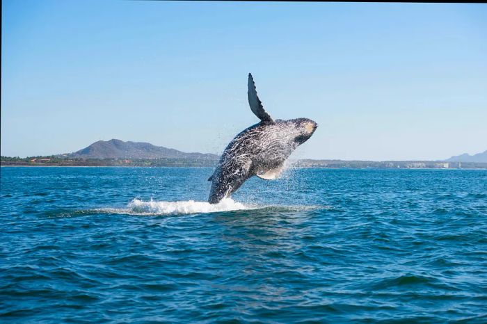 A whale leaps from the ocean near the shores of Vancouver Island.