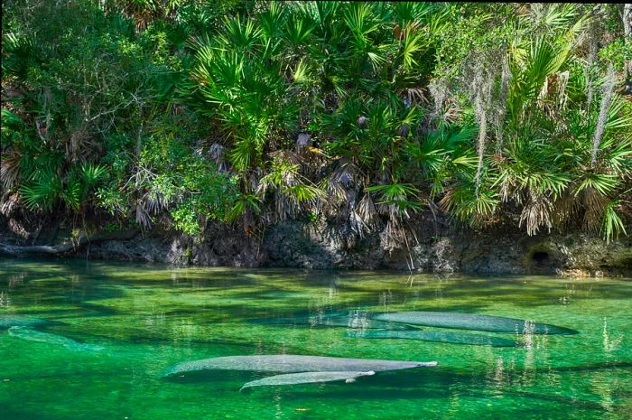 Manatees swim gracefully in the crystal-clear waters of Blue Spring State Park, located just outside Orlando, Florida.